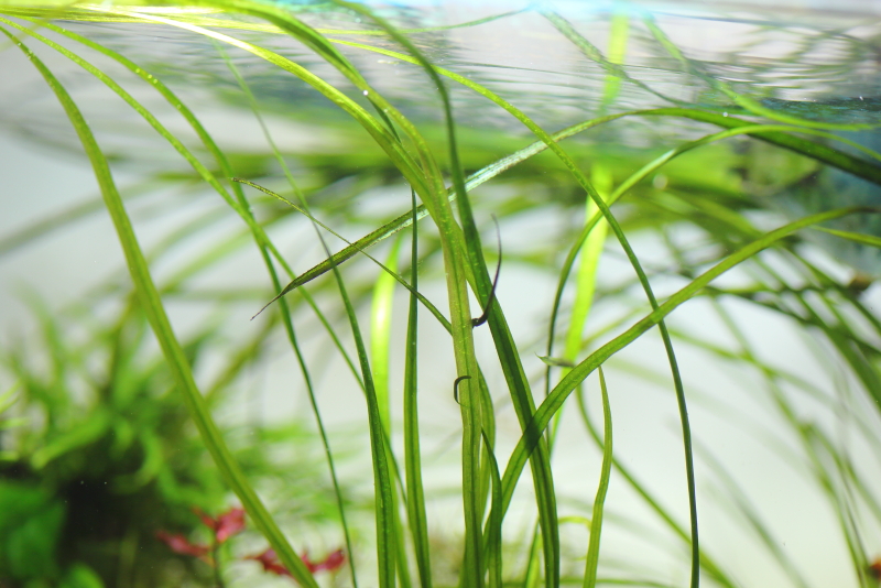 植栽から184日目　エキノドルス　アングスティフォリウス